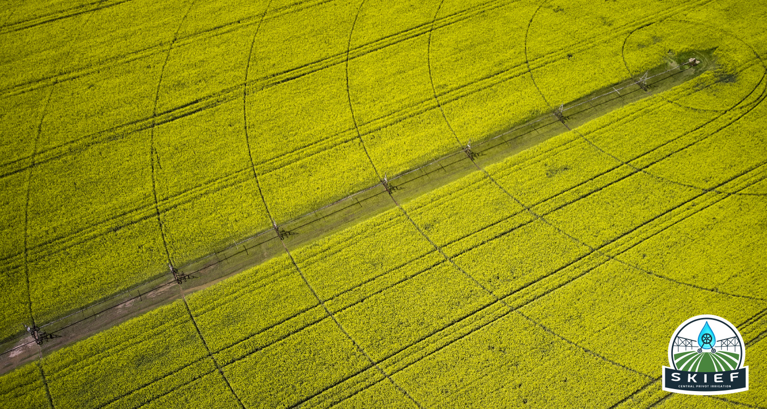 Aerial view of a Skief Pivot central pivot irrigation system in a canola field