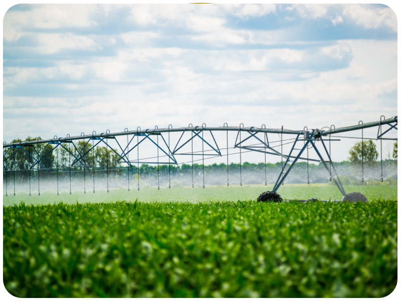 Standard pivot irrigation system spraying water over young crops